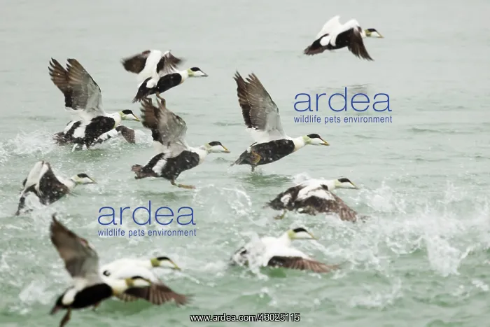 : Common Eider : Common Eider