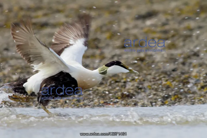 : Common Eider : Common Eider