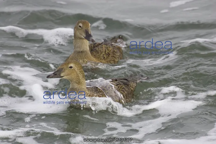 : Common Eider : Common Eider