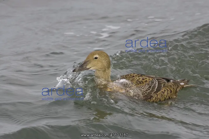 : Common Eider : Common Eider