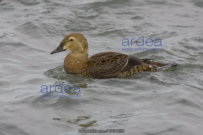 : Common Eider : Common Eider