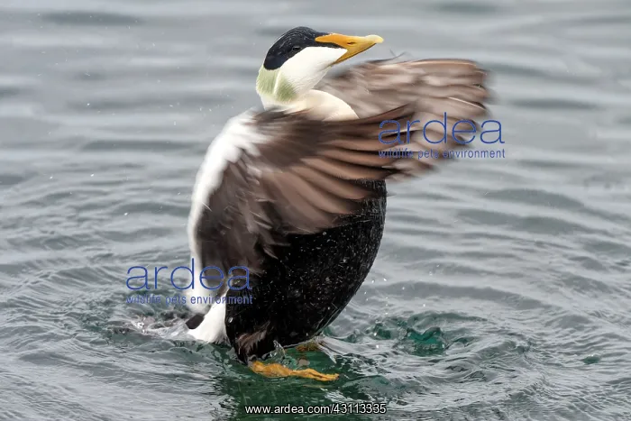 : Common Eider : Common Eider