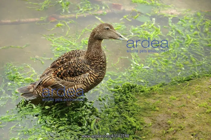 : Common Eider : Common Eider