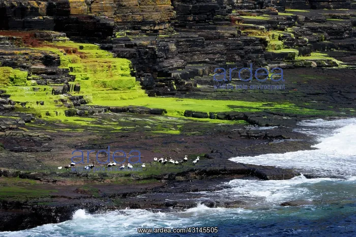 : Common Eider : Common Eider