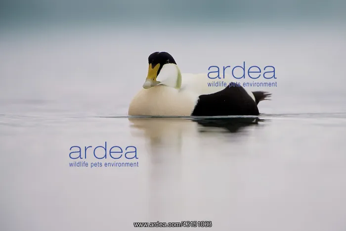 : Common Eider : Common Eider