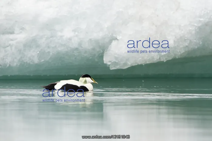 : Common Eider : Common Eider