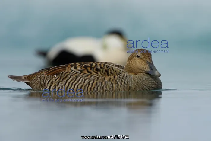 : Common Eider : Common Eider