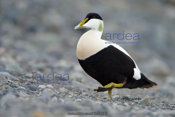 : Common Eider : Common Eider