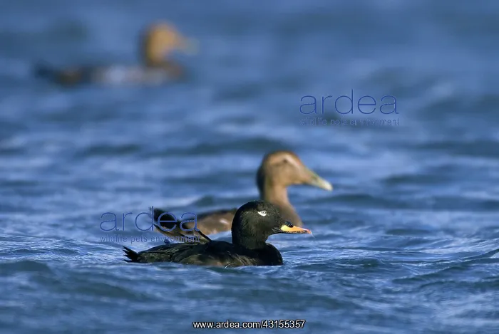 : Common Eider : Common Eider