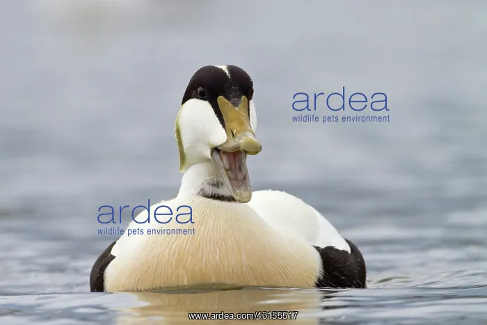 : Common Eider : Common Eider