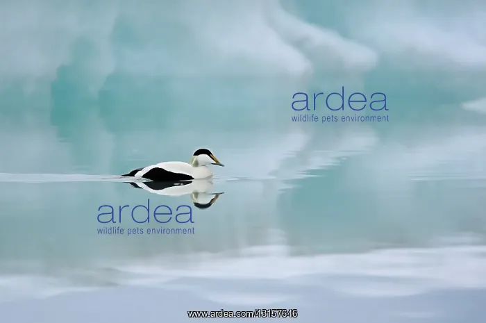 : Common Eider : Common Eider