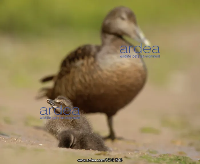 : Common Eider : Common Eider