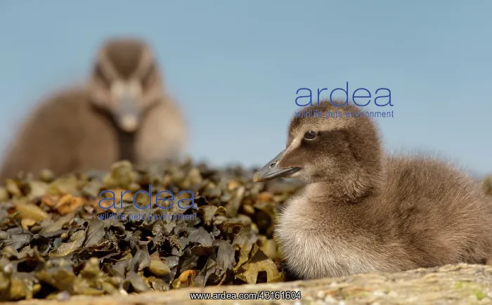 : Common Eider : Common Eider