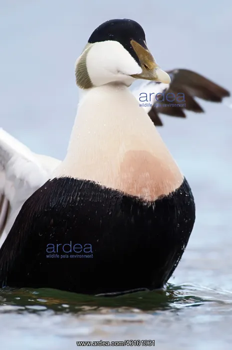 : Common Eider : Common Eider