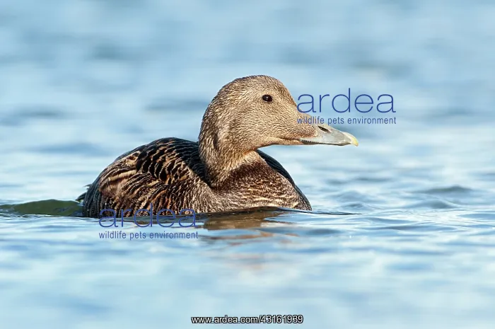 : Common Eider : Common Eider