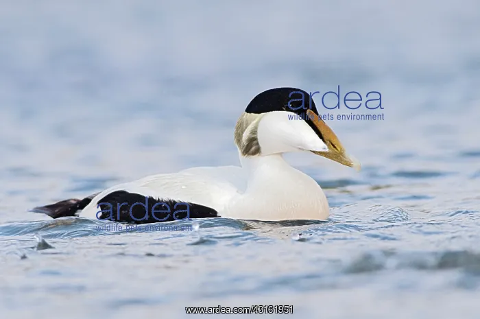 : Common Eider : Common Eider