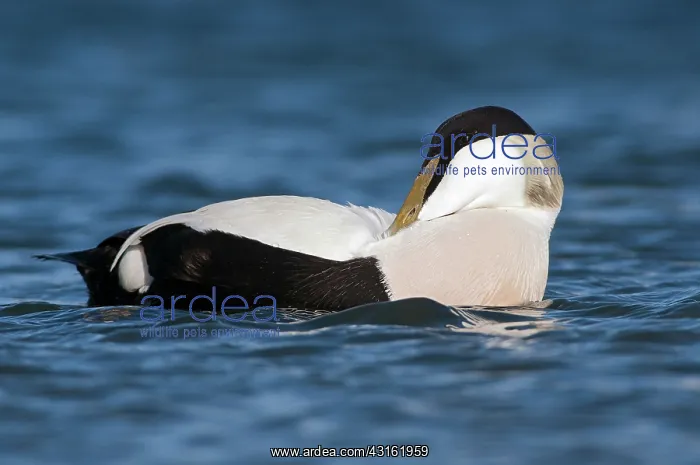 : Common Eider : Common Eider