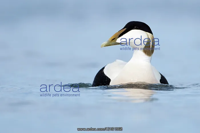 : Common Eider : Common Eider