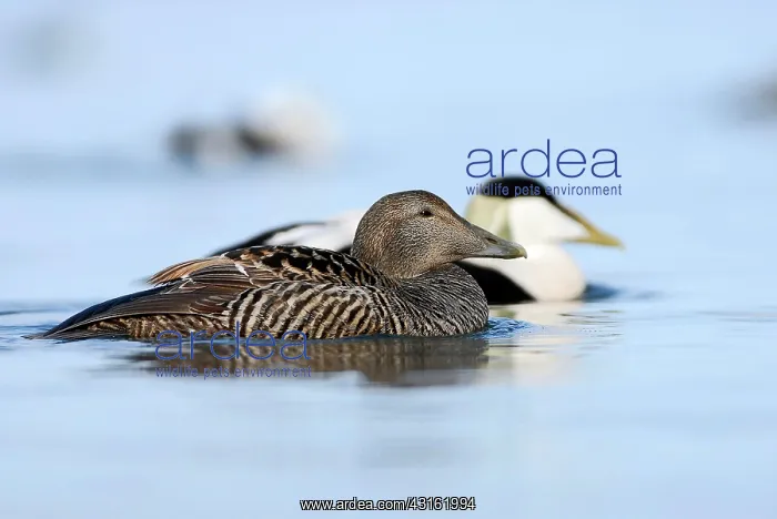 : Common Eider : Common Eider