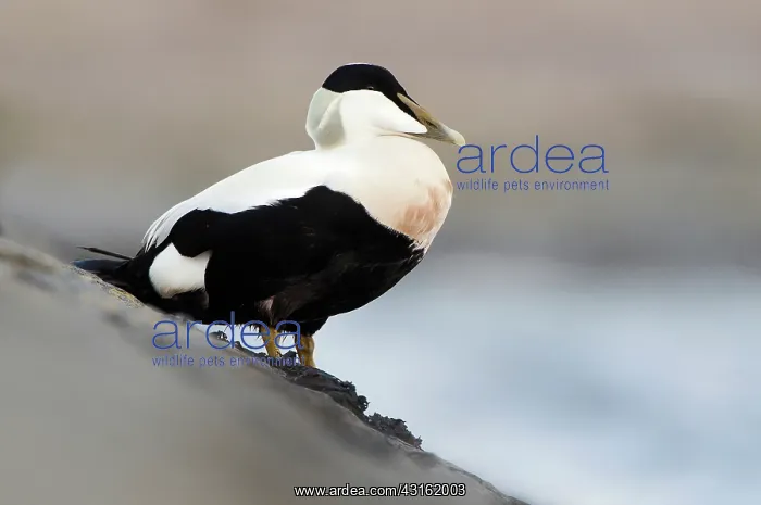 : Common Eider : Common Eider