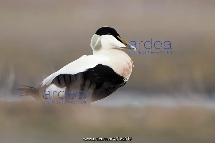 : Common Eider : Common Eider