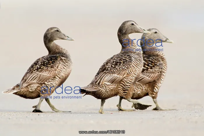  : Common Eider