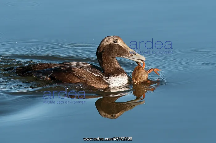 : Common Eider : Common Eider