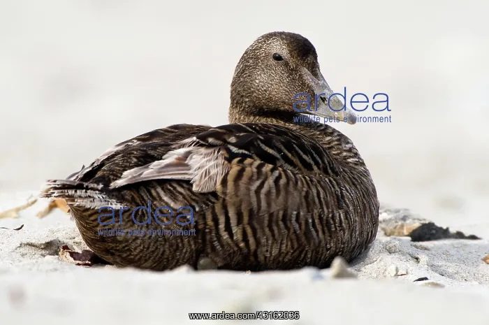 : Common Eider : Common Eider