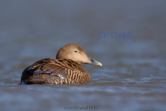 : Common Eider : Common Eider