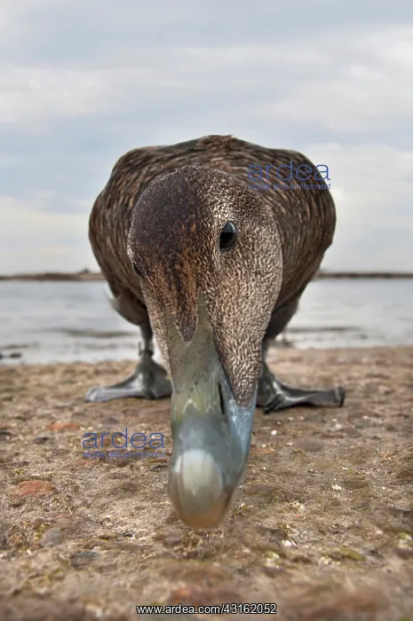 : Common Eider : Common Eider