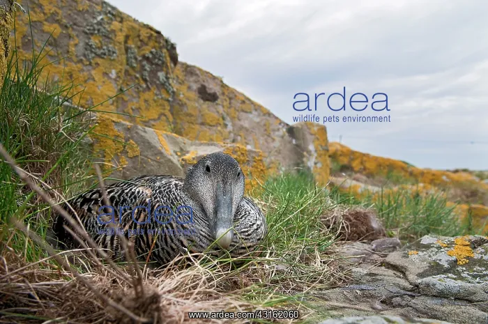 : Common Eider : Common Eider