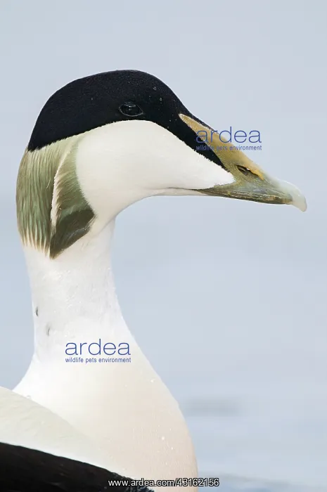 : Common Eider : Common Eider