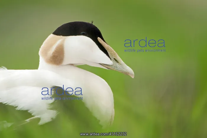 : Common Eider : Common Eider