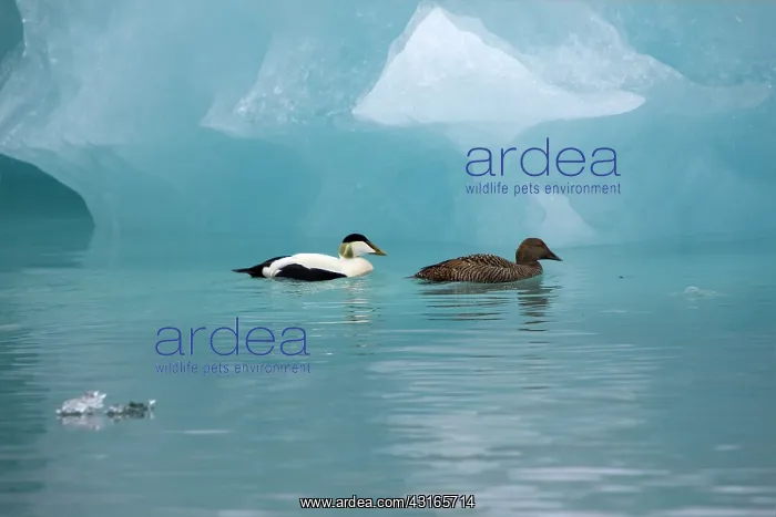 : Common Eider : Common Eider