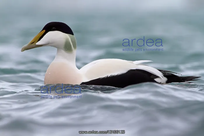 : Common Eider : Common Eider