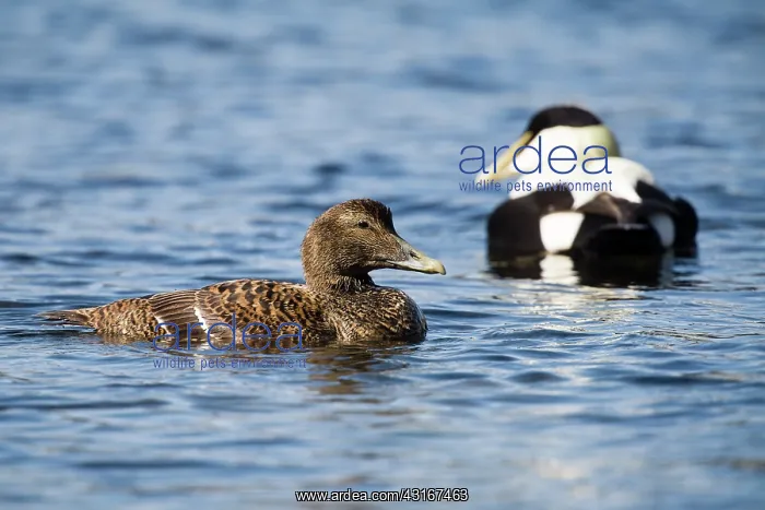 : Common Eider : Common Eider