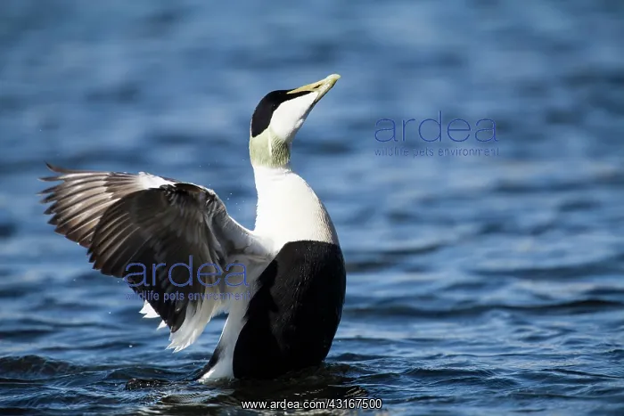 : Common Eider : Common Eider