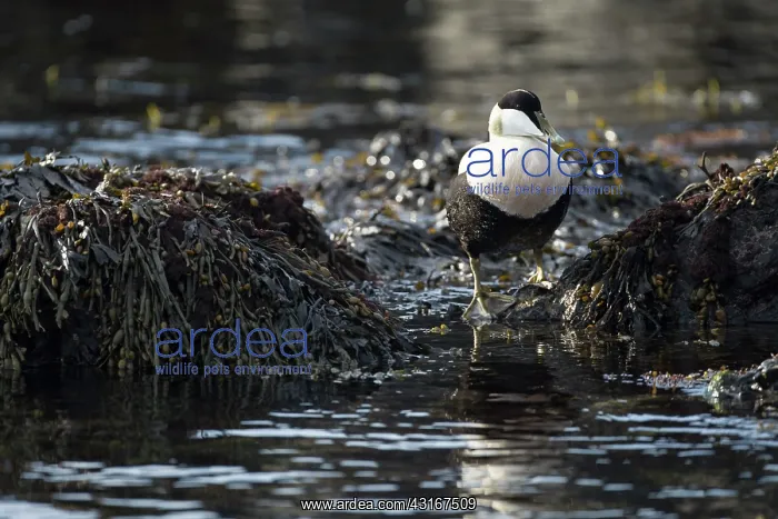 : Common Eider : Common Eider