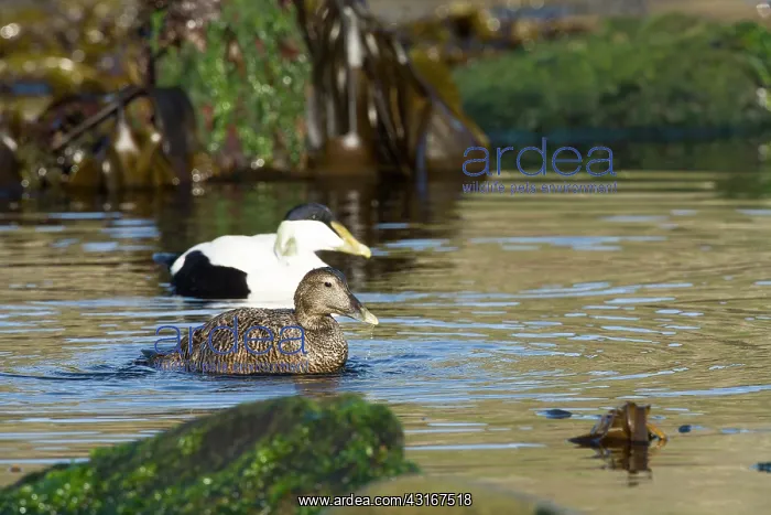 : Common Eider : Common Eider