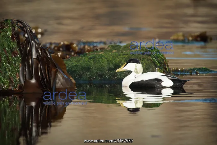: Common Eider : Common Eider