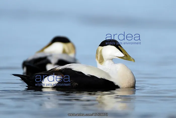 : Common Eider : Common Eider