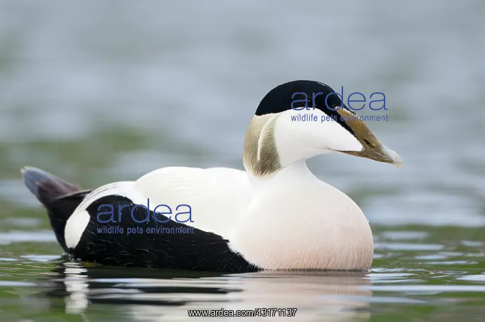 : Common Eider : Common Eider
