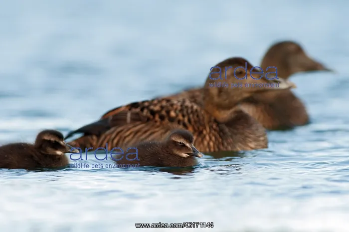 : Common Eider : Common Eider