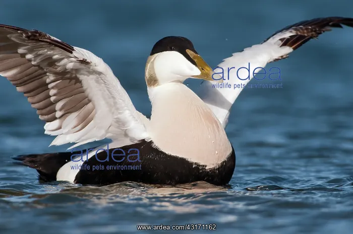 : Common Eider : Common Eider
