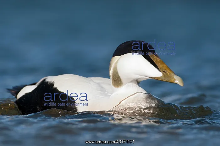 : Common Eider : Common Eider