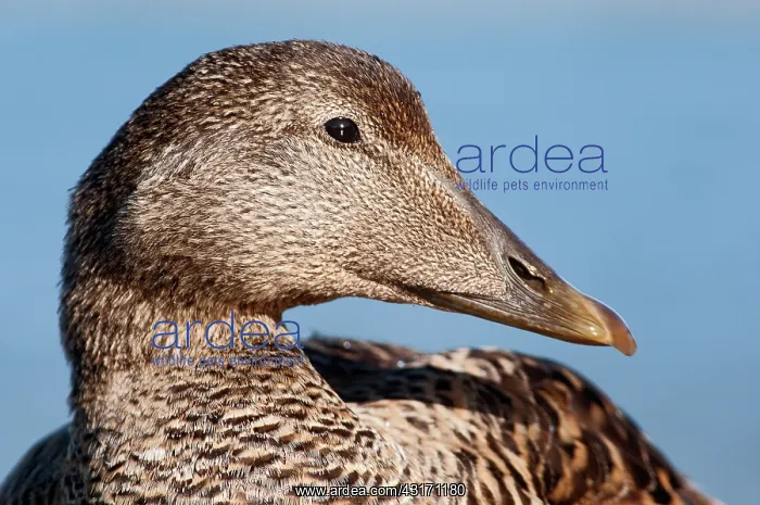 : Common Eider : Common Eider