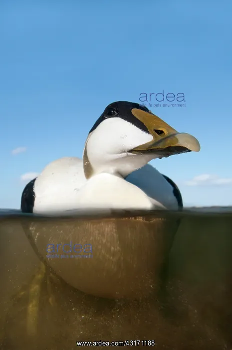 : Common Eider : Common Eider