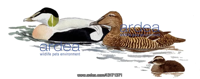 : Common Eider : Common Eider