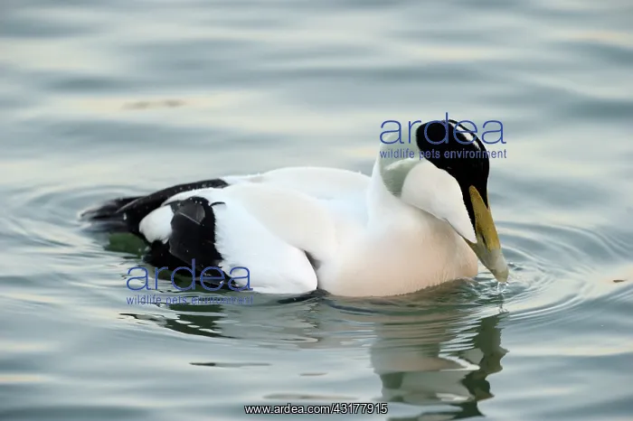 : Common Eider : Common Eider