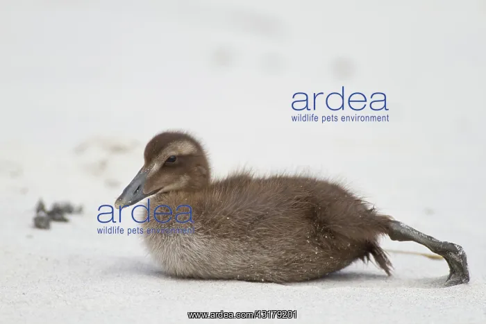 : Common Eider : Common Eider